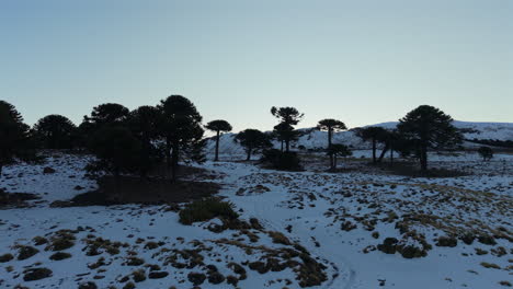 aerial view of a patagonian forest in caviahue during winter, with snow-covered ground and sunlight shining through
