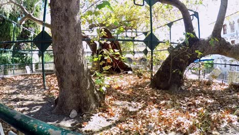 The-Tree-of-Hippocrates,-a-plane-tree-in-the-greek-town-of-Kos