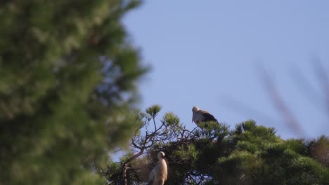 pair of storks nesting on top of the green pine tree