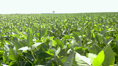 An-aerial-shot-of-soybean-field-ripening-at-spring-season,-agricultural-landscape