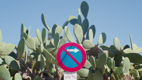 a street sign standing out against a backdrop of numerous cacti, creating a unique and visually interesting scene