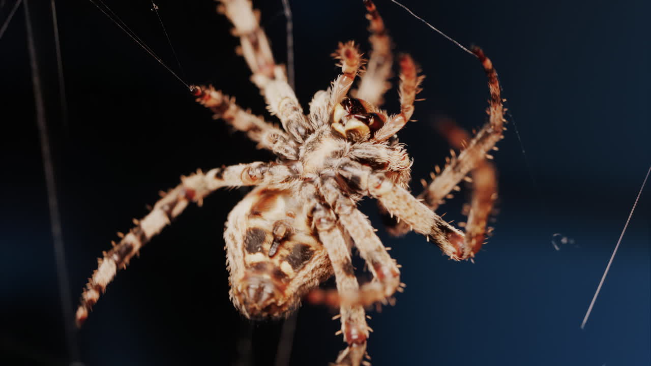 Close up of a spider sitting in its web, showing intricate details of its body and fine silk threads