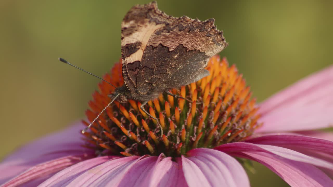 una pequeña mariposa de carey se alimenta de coneflower naranja