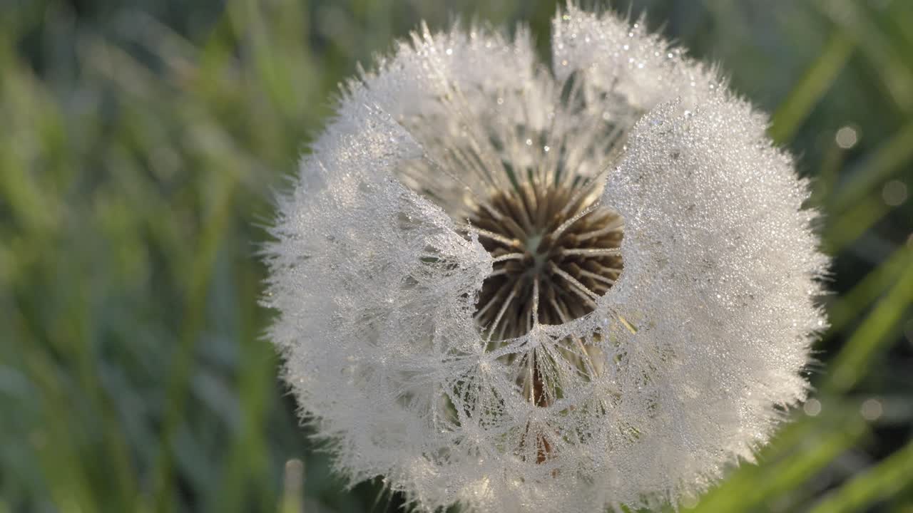 녹색 잔디 의 흐릿 한 배경 에 냉동 된 사탕수수