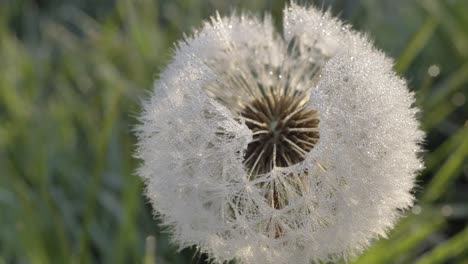 frozen dandelion on a blurred background of green grass