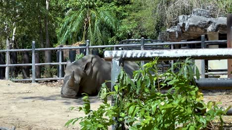 rhinoceros relaxing in a natural zoo habitat