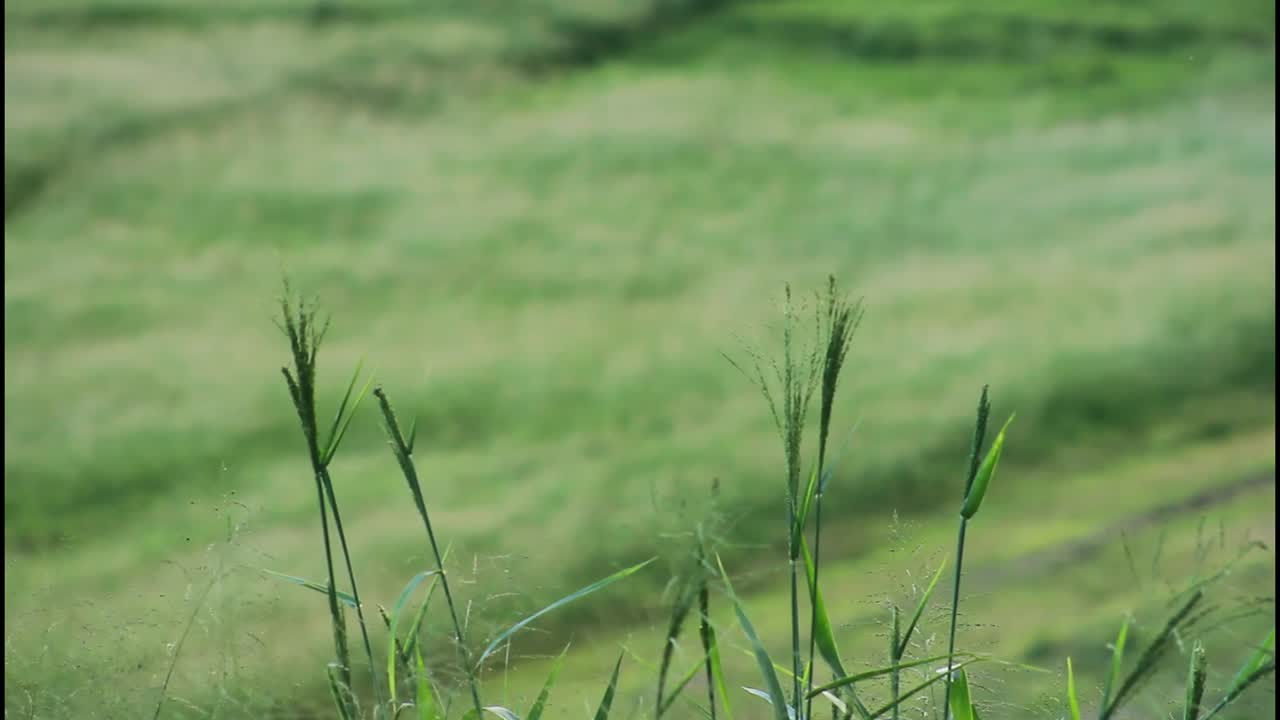 Campo de hierba verde