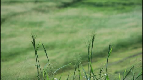 green grass field