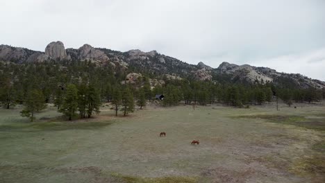 Aerial-view-descent-of-horses-grazing-in-pasture-with-lumpy-ridge-wilderness-landscape,-Estes-Park,-Colorado