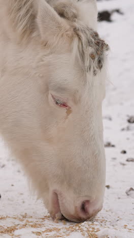 white horse eats food scattered on dirty snow in highland near farm. purebred animal grazes on territory of gorny altai on winter day closeup