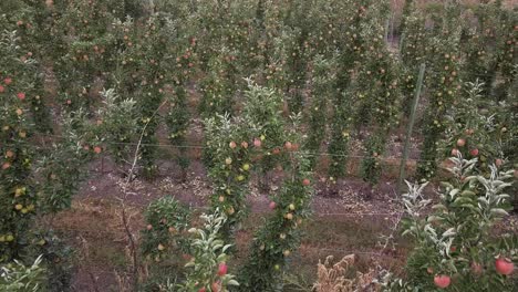 low flyover: apple orchard trees in rows, apples ripe, ready to pick