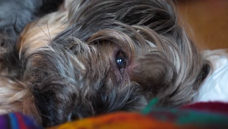 Hautnah-Am-Hundeauge-Beim-Einschlafen---Langsam-Schließendes-Augenlid-Des-Müden-Yorkshire-Terriers