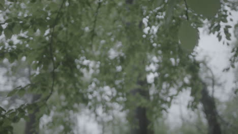 Nahaufnahme-Eines-Blattes-An-Einem-Baum-Während-Eines-Regensturms-Mit-Fallenden-Regentropfen,-Die-In-Einem-Grünen-Waldstamm-Den-Fokus-Von-Vorne-Nach-Hinten-Verschieben