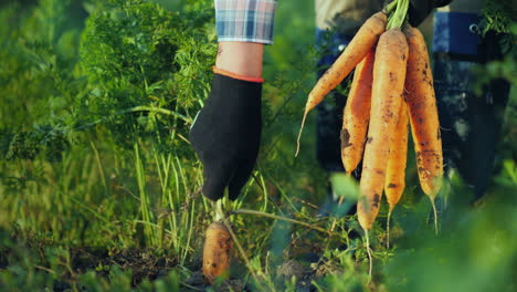 el agricultor saca una zanahoria jugosa en el jardín productos agrícolas orgánicos video 4k