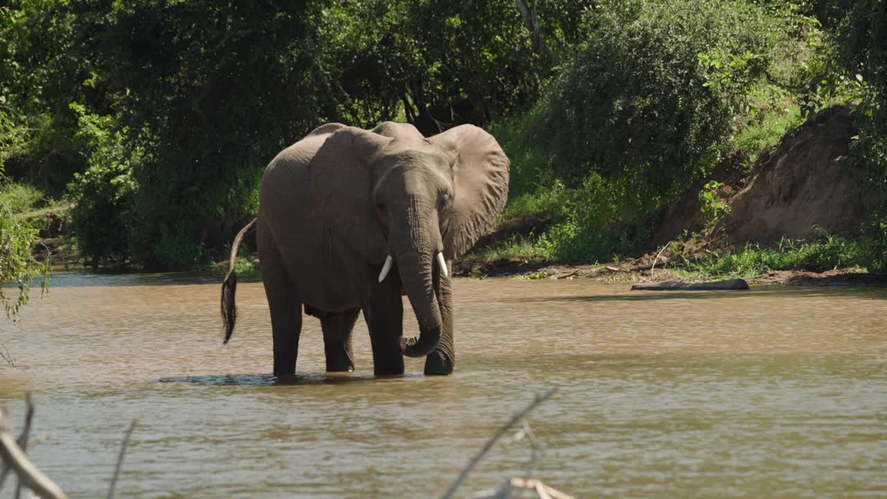 elefante de pie en un río poco profundo durante el calor africano del mediodía