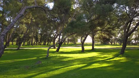 Camera-going-through-a-bunch-of-trees-in-a-green-park