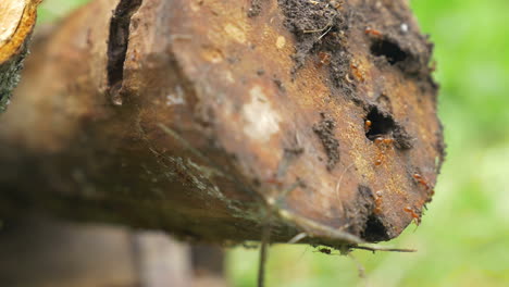colonia de hormigas que viven en el tronco de madera