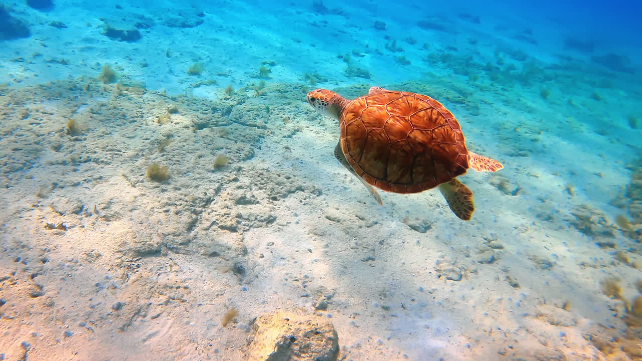 Following a little turtle swimming in the turquoise water. Wildlife of the sea or ocean.