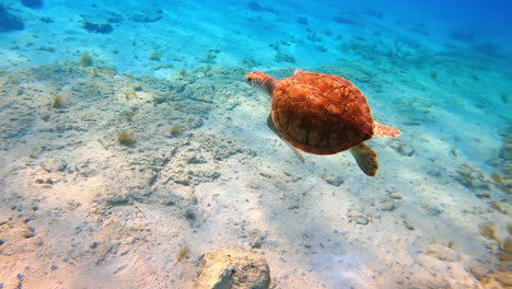 following a little turtle swimming in the turquoise water. wildlife of the sea or ocean.