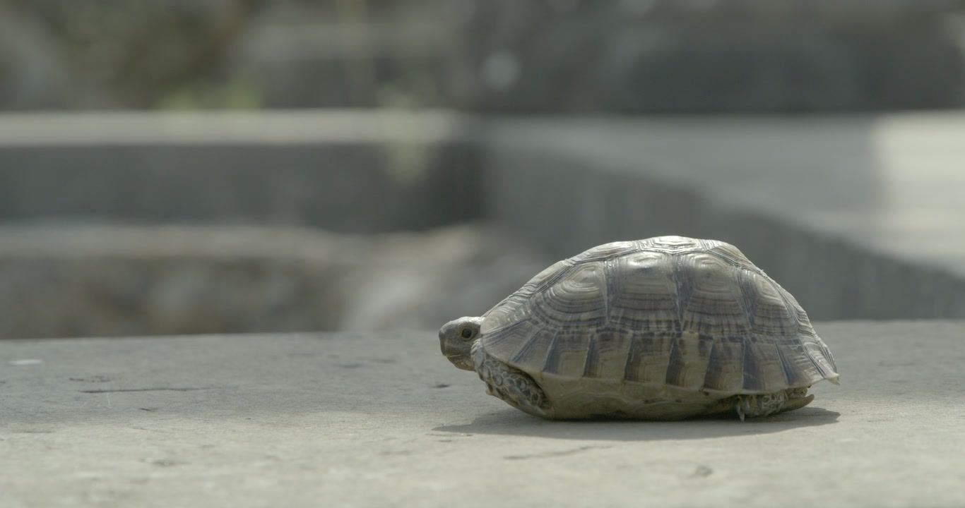 Close-up cinematic view of a Mediterranean tortoise resting among the ancient surroundings of the UNESCO-listed Volubilis archaeological site in Morocco, blending wildlife with cultural heritage.