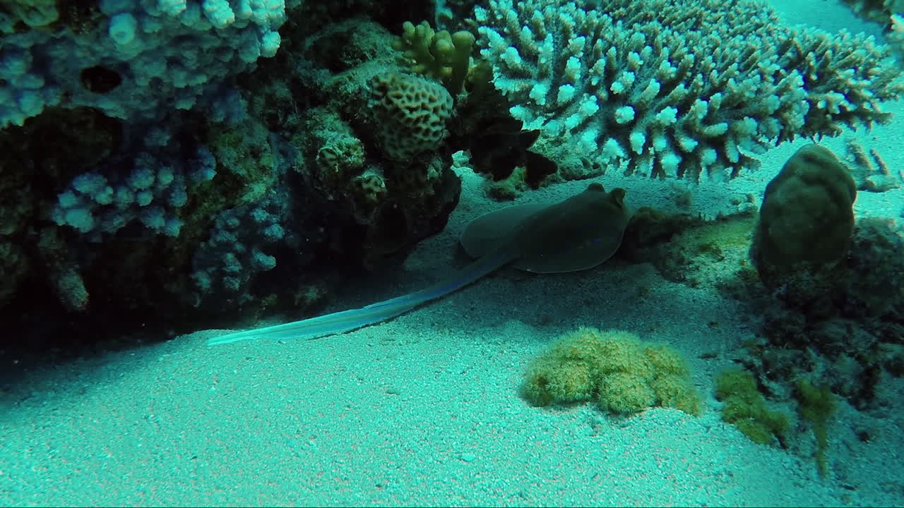 ecosistema de un arrecife de coral con muchos peces mar rojo anthias 4