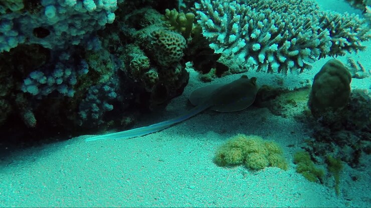 ökosystem eines korallenriffs mit vielen fischen red sea anthias 4