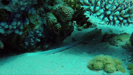 ecosistema de un arrecife de coral con muchos peces mar rojo anthias 4