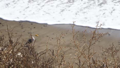 Gaviotas,-En-La-Costa-De-Malibu-Cali