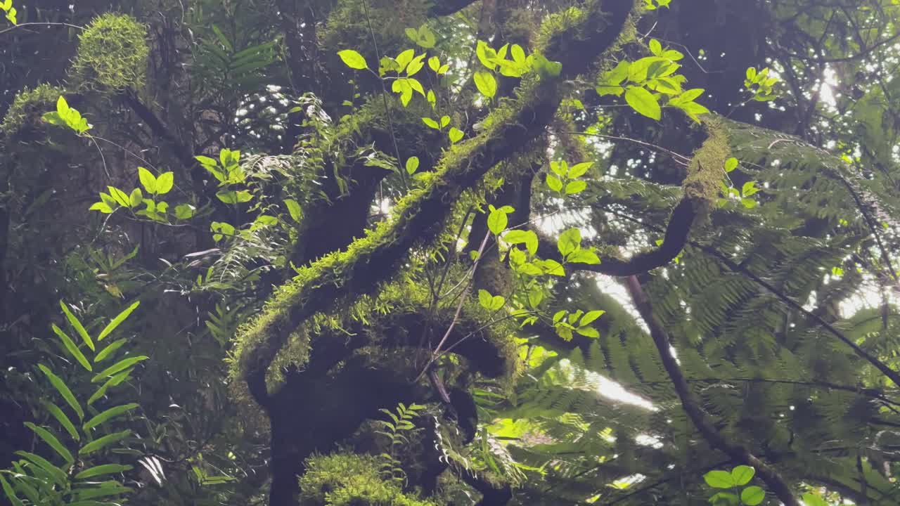 Slow upward camera pan reveals mossy vines, dense greenery, and filtered sunlight in rainforest canopy