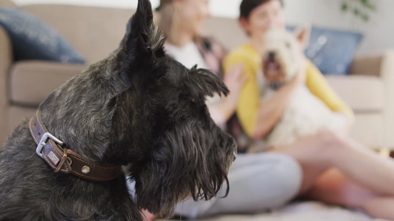백인 여성 이 집 에서 개 와 함께 놀고 있는 동안 아내 를 이마 에 키스 하고 있다
