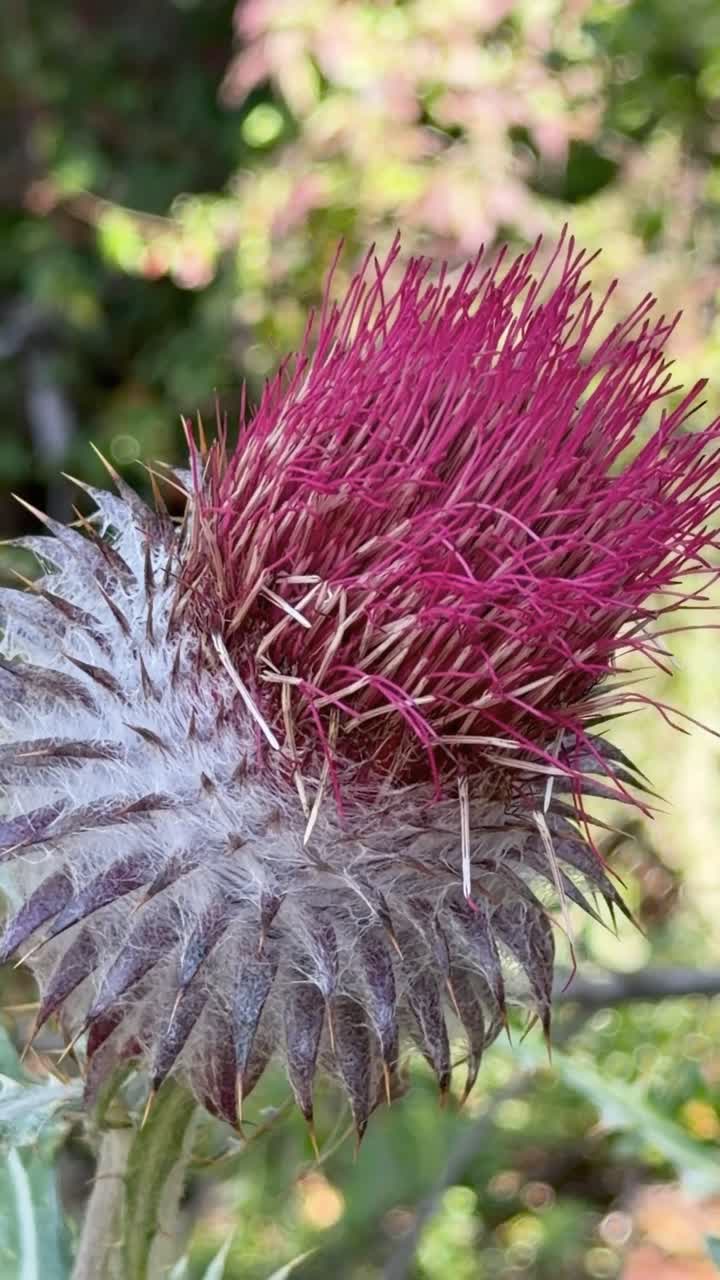 Detaljeret vertikalt makrobillede af en blomstrende lyserød vild tidselplante på en solrig mark, der fremhæver dens skarpe pigge og livlige kronblade.