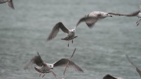 seagulls in flight over water