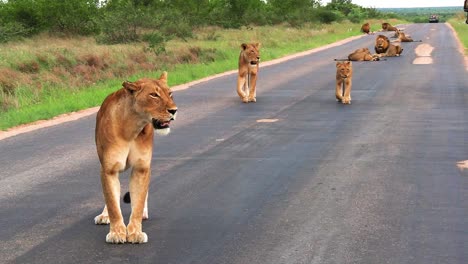 Leona-Y-Cachorros-De-León-Caminan-Por-Una-Carretera-Asfaltada-Oscura-Cerca-De-Pastizales-Verdes,-África