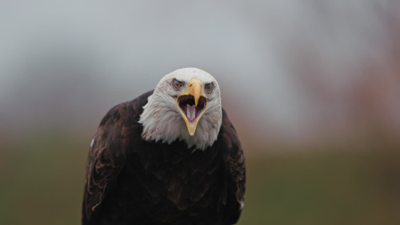 el retrato del águila calva