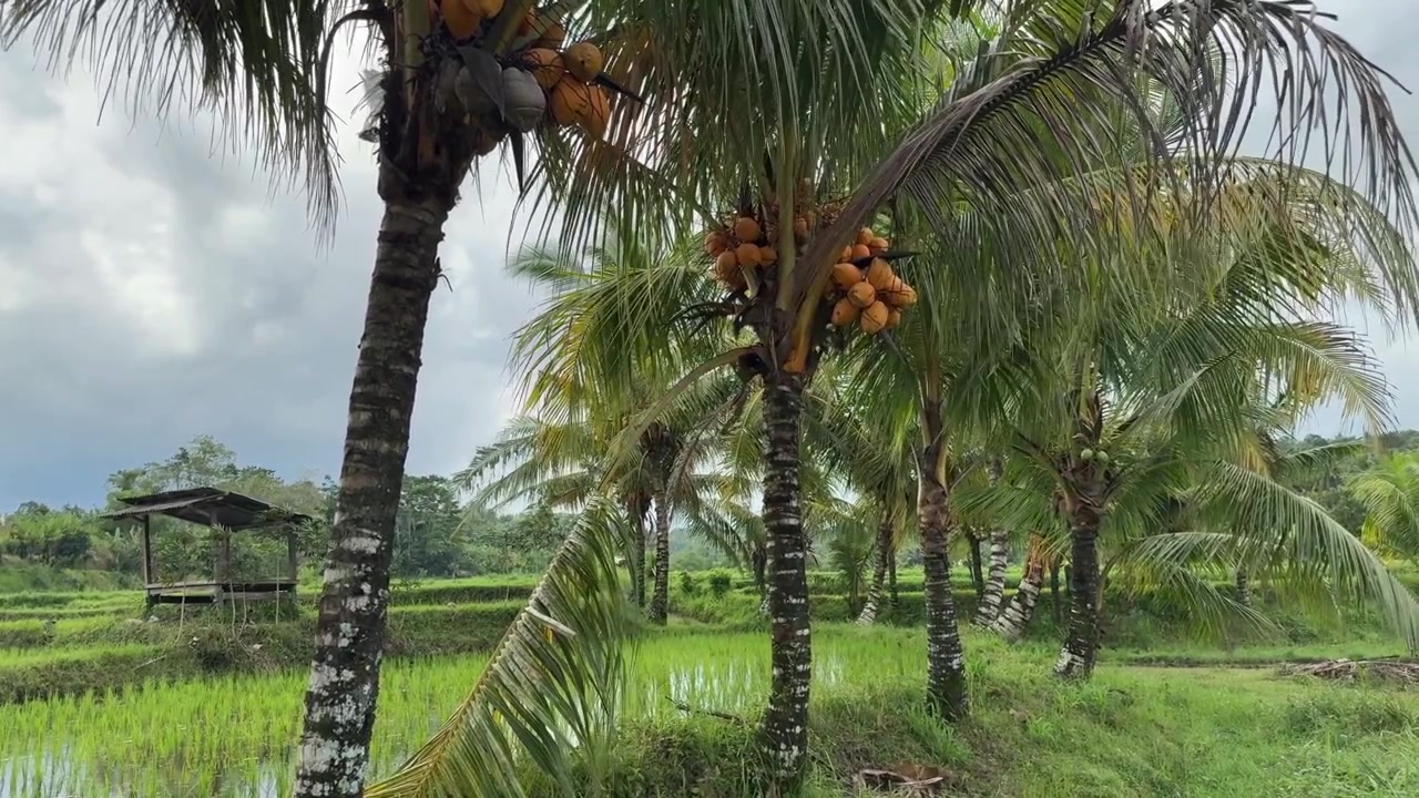 Lush Tropical Rice Paddy with Coconut Palm Trees and Rustic Hut