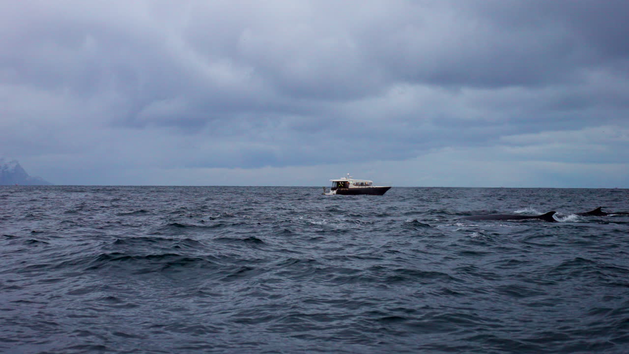 Seasonal ocean wildlife migration, aquatic close encounters, slow motion