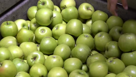 Green-apples-organic-taken-from-metal-harvest-crate-by-hand,-Handheld-close-up-reveal-shot