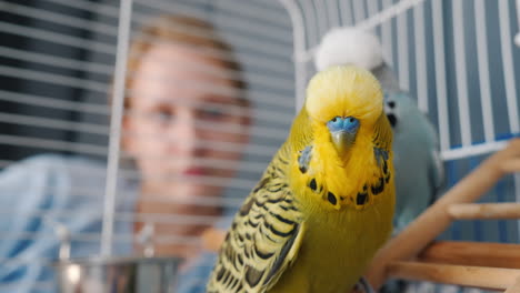 woman looking at parakeets in a cage