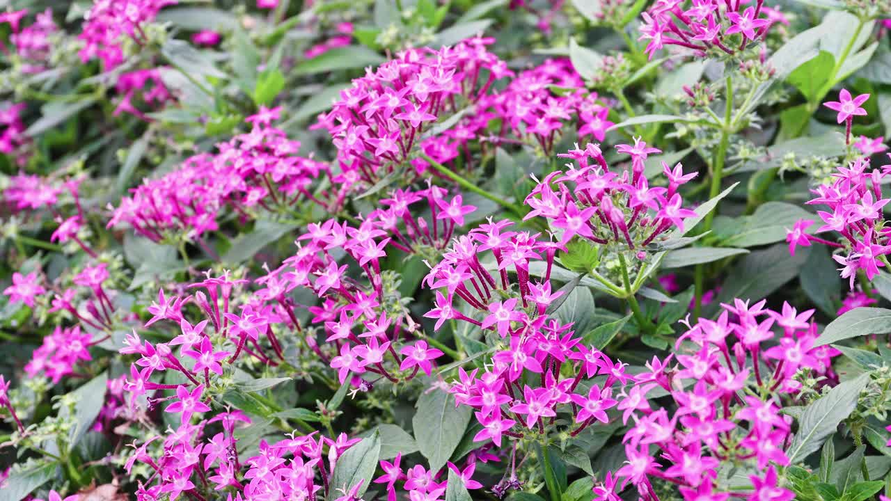 Dense clusters of pink, star-shaped Pentas flowers with bright green foliage in a summer garden