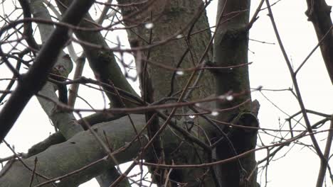 Tiro-De-ángulo-Bajo-De-árbol-Seco-Durante-El-Invierno