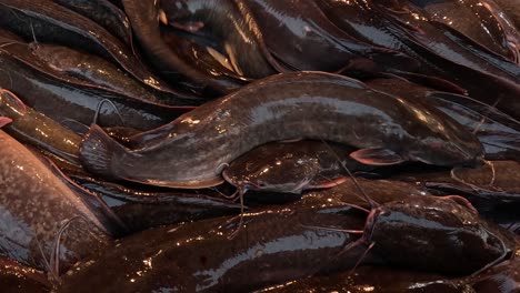 catfish wriggling and splashing in shallow water.