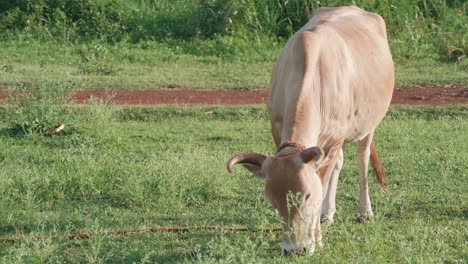 an african cow grazing on green grass in uganda while a child ride a bicycle in the background