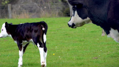 close up of newborn black white cattle grazing with adult cow on grass field