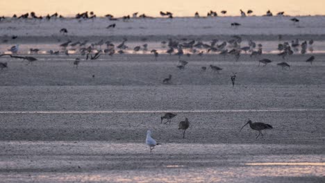 shorebirds at wetland, far eastern curlew and bar tailed godwit, nz