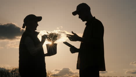 sunset consultation on plant selection