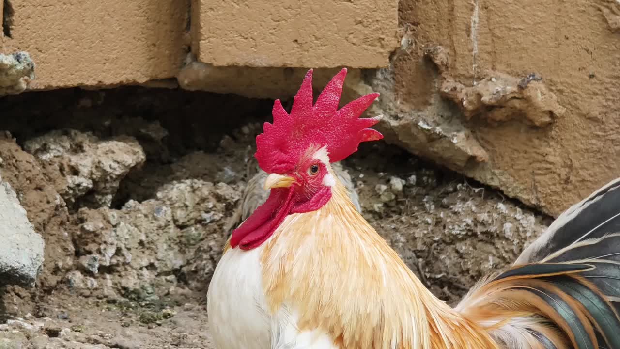 gallo pequeño