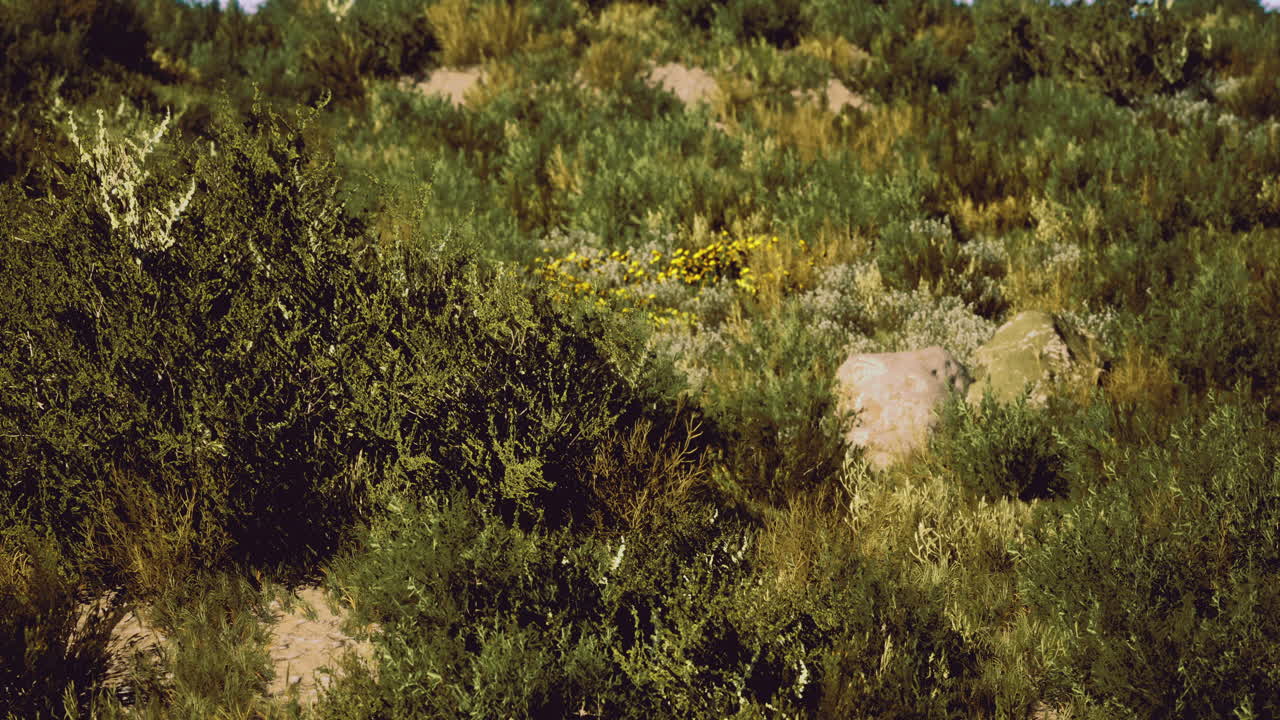 Vibrant desert landscape showcasing diverse vegetation and blooming flowers