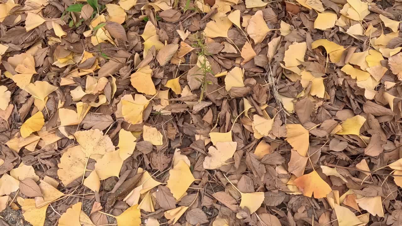 Foglie cadute che coprono il suolo della foresta