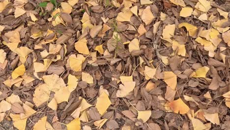 fallen leaves covering the forest floor