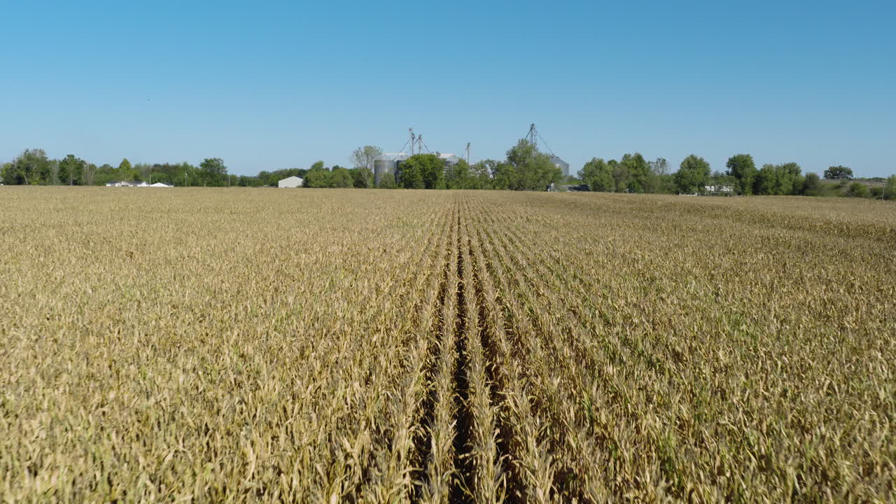 Campo di grano dorato maturo con silos agricoli e alberi sullo sfondo. Allontanamento, ripresa ampia con drone